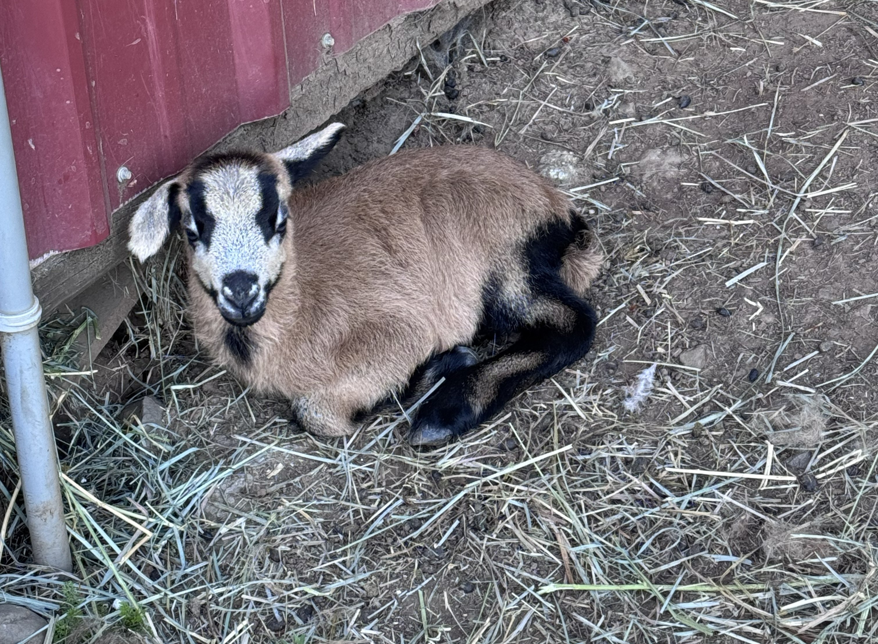 Clover, ewe lamb born May 11 2026