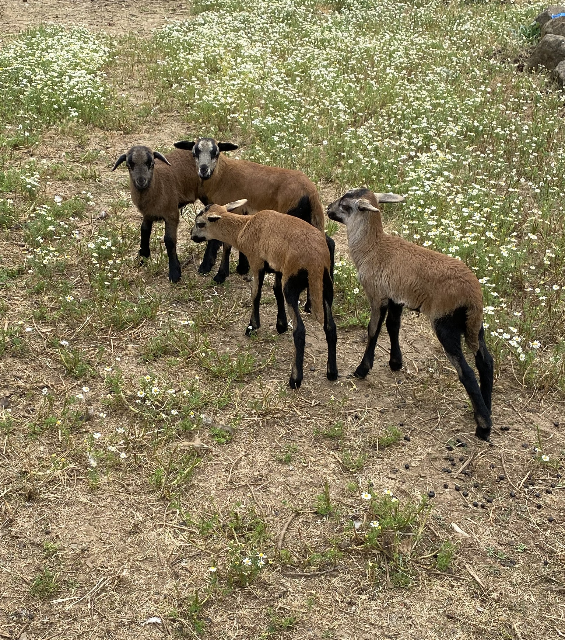 Spring lambs 2022