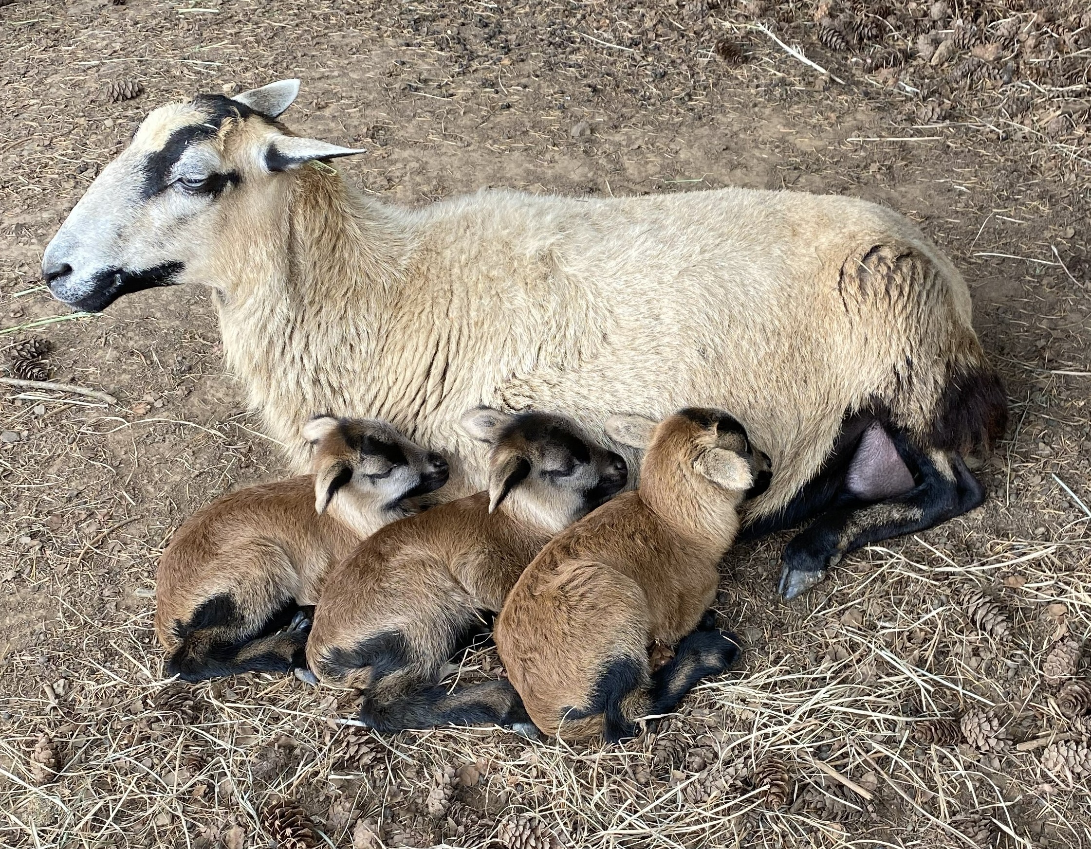 Mara Jade with her triplets
